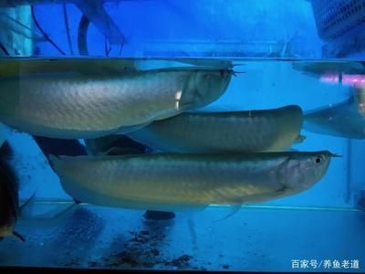 1米2魚(yú)缸養(yǎng)龍魚(yú)可以配幾條（1米2的魚(yú)缸養(yǎng)龍魚(yú)的數(shù)量有一定的限制） 祥龍水族濾材/器材 第2張