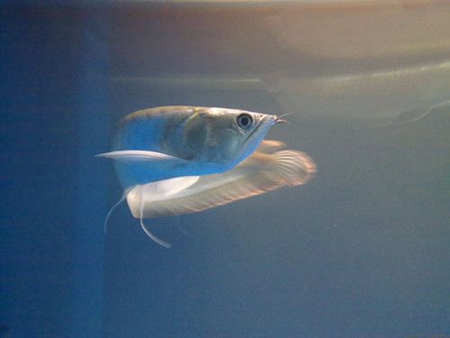 15cm銀龍魚(yú)怎么養(yǎng)（15cm的銀龍魚(yú)吃什么最好銀龍魚(yú)投喂技巧及注意事項(xiàng)） 祥龍水族濾材/器材 第2張