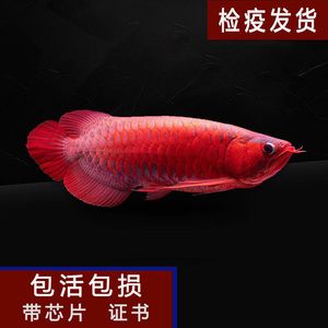 10cm紅龍魚魚苗價格及圖片（10cm紅龍魚魚苗價格、批發(fā)報價、價格大全） 祥龍水族濾材/器材 第3張