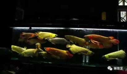 潮州金龍魚鴿業(yè)招聘電話（潮州金龍魚鴿業(yè)招聘電話是多少？） 水族問答