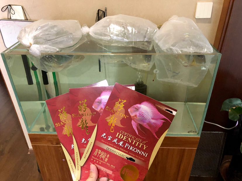 給三只蝴蝶添幾個(gè)新伙伴（給三只蝴蝶添幾個(gè)新伙伴,古城木子李評(píng)論不錯(cuò)，挺圓） 觀賞魚論壇 第1張