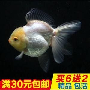 淡水小型觀賞魚(yú)排行榜前十名（淡水觀賞魚(yú)排行榜前十名：荷蘭鳳凰魚(yú)觀賞魚(yú)排行榜） 巴卡雷龍魚(yú) 第1張