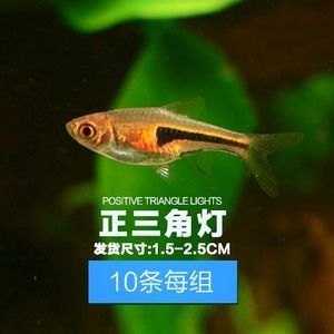 淡水小型觀賞魚(yú)排行榜前十名（淡水觀賞魚(yú)排行榜前十名：荷蘭鳳凰魚(yú)觀賞魚(yú)排行榜） 巴卡雷龍魚(yú) 第3張