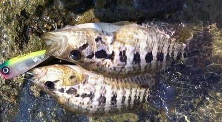 海南淡水觀賞魚有哪些種類的（海南淡水觀賞魚養(yǎng)殖海南淡水觀賞魚市場海南淡水觀賞魚市場） 其它水族用具設備 第4張