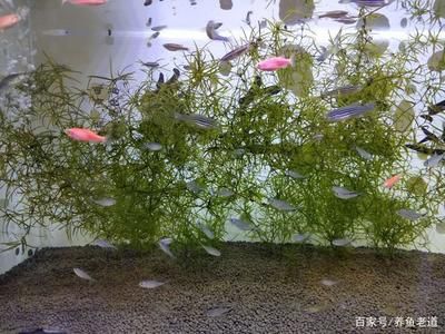 都有哪些觀賞魚容易養(yǎng)殖（觀賞魚的心理效應(yīng)與健康）