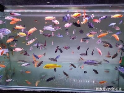 觀賞魚(yú)需要什么水質(zhì)（觀賞魚(yú)對(duì)水質(zhì)的要求） 黃金鴨嘴魚(yú) 第1張