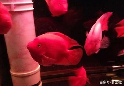 財神鸚鵡魚怎么挑選（如何挑選健康的財神鸚鵡魚） 暹羅巨鯉 第2張