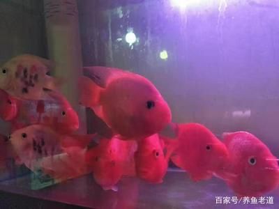 財神鸚鵡魚怎么挑選（如何挑選健康的財神鸚鵡魚） 暹羅巨鯉 第3張