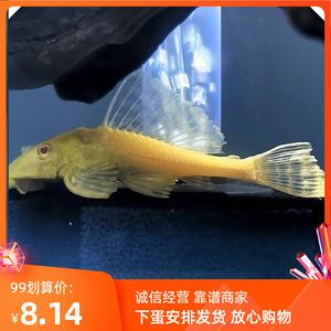 短身女皇魚（“短身女皇魚”是一種生活在海洋中的美麗魚類品種） 狗仔招財(cái)貓魚 第1張