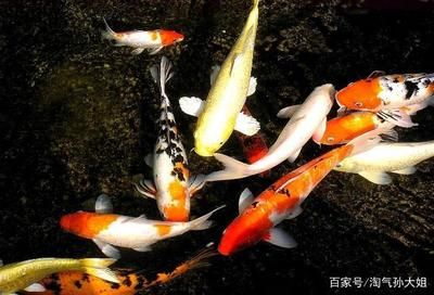 觀賞魚(yú)治療腸炎最有效的方法（治療觀賞魚(yú)腸炎的方法） 水族主題相關(guān) 第4張