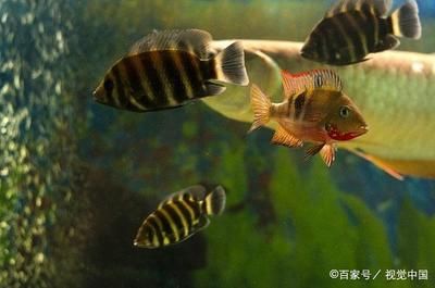 關(guān)于觀賞魚的文章怎么寫（觀賞魚養(yǎng)殖技術(shù)與欣賞魚的起源與演變金魚的起源與演變）