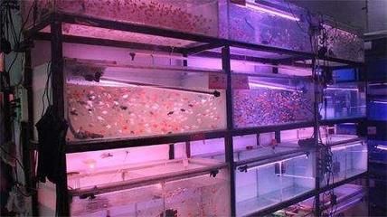 觀賞魚門店名字怎么起（如何給觀賞魚門店起名？） 喂食器 第3張