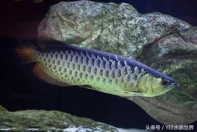 yee魚(yú)缸屬于什么檔次（yee魚(yú)缸屬于什么檔次yee魚(yú)缸品牌排行榜前十名知乎） 白子銀龍苗（黃化銀龍苗） 第2張