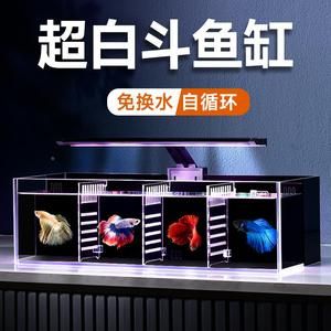 yee魚缸屬于什么檔次（yee魚缸屬于什么檔次yee魚缸品牌排行榜前十名知乎） 白子銀龍苗（黃化銀龍苗） 第4張