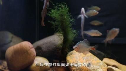 觀賞魚燕子養(yǎng)殖方法和技巧（根據(jù)搜索結(jié)果整理燕子魚養(yǎng)殖方法和技巧） 黃金河虎魚 第1張