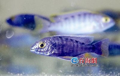 高端觀賞魚有哪些品種（觀賞魚品種大全） 吉印水族 第1張