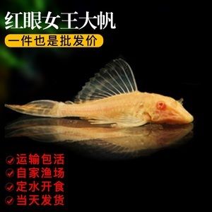 大帆魚(yú)（desjardin\u0027ssailfintangsailfintang） 黃寬帶蝴蝶魚(yú) 第3張