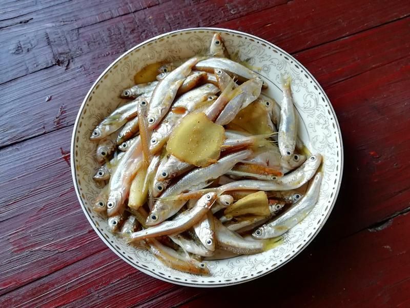 觀賞魚小白魚（養(yǎng)護小白魚需要注意以下幾點，適合初學者養(yǎng)護小白魚） 一方水族 第4張