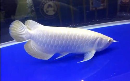 廣州水族展會(huì)（2018廣州水族展會(huì)） 白子黃化銀龍魚 第4張