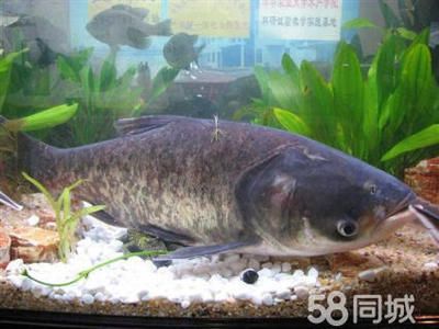 淡水大型觀賞魚種類及圖鑒視頻（淡水大型觀賞魚的起源與演變） 馬來西亞貓山王榴蓮 第1張