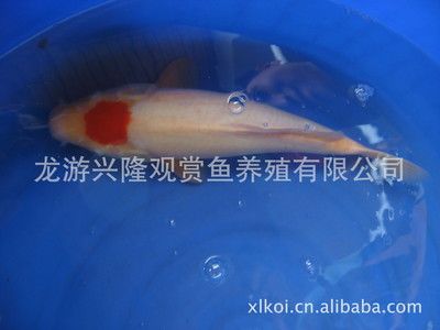 淡水大型觀賞魚種類及圖鑒視頻（淡水大型觀賞魚的起源與演變） 馬來西亞貓山王榴蓮 第2張