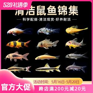 觀賞魚如何過(guò)水（觀賞魚疾病的預(yù)防與管理） 申古三間魚 第4張