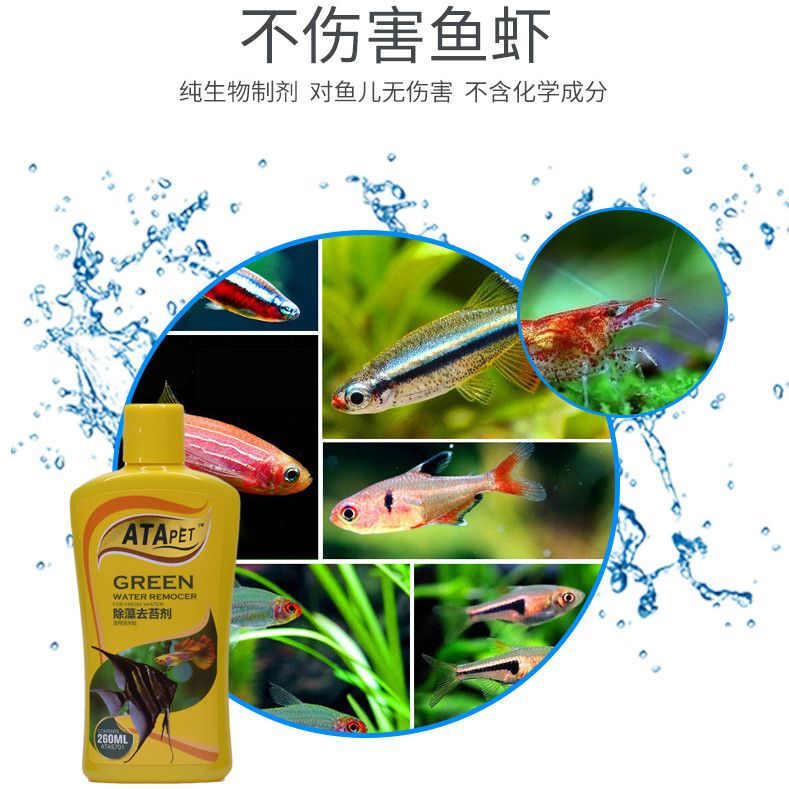 互動的觀賞魚有哪些品種的蝦（觀賞蝦混養(yǎng)時需要注意的品種是根據(jù)搜索結(jié)果整理的信息）