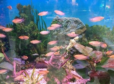 觀賞魚水族館照片（觀賞魚水族館是一個充滿生機和活力的地方） 粗線銀版魚苗 第1張