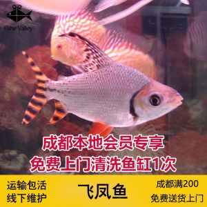 飛鳳魚是什么魚（關于飛鳳魚的基本信息）