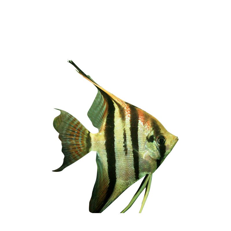 觀賞魚 燕魚（如何養(yǎng)護燕魚） 野生埃及神仙魚 第3張