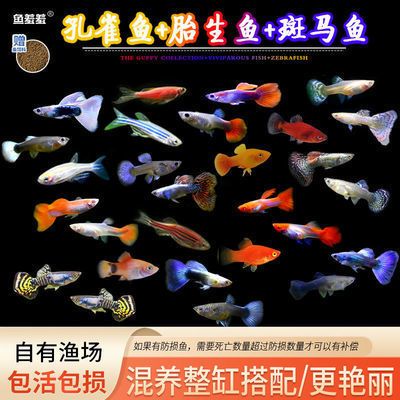 觀賞魚(yú)出售可以退換么嗎（關(guān)于觀賞魚(yú)健康的問(wèn)題） 其他品牌魚(yú)缸 第1張