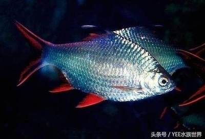 黑紅觀賞魚（黑紅觀賞魚的飼養(yǎng)） 垂釣樂園 第1張