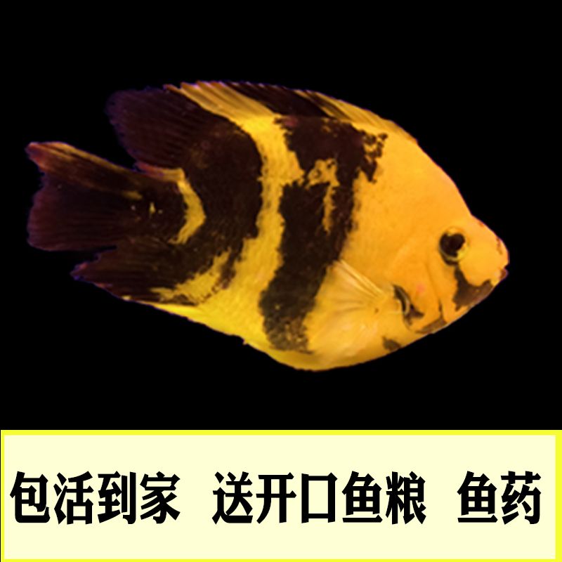 黑紅觀賞魚（黑紅觀賞魚的飼養(yǎng)） 垂釣樂園 第4張