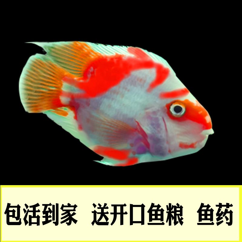 黑紅觀賞魚（黑紅觀賞魚的飼養(yǎng)） 垂釣樂園 第3張