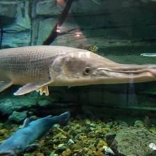 觀賞魚死了會浮起來嗎（觀賞魚在死亡后會浮起來嗎？） 祥龍魚藥系列 第4張