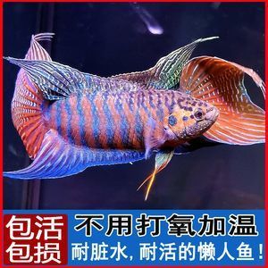 斗魚觀賞魚價(jià)格多少（斗魚觀賞魚價(jià)格在5-30元之間有些好的品種） 細(xì)線銀板魚苗 第3張