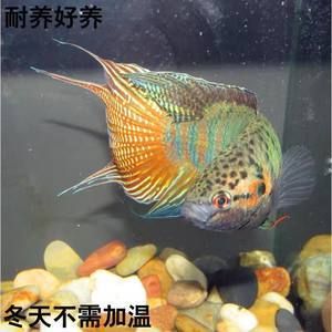 斗魚觀賞魚價(jià)格多少（斗魚觀賞魚價(jià)格在5-30元之間有些好的品種） 細(xì)線銀板魚苗 第4張