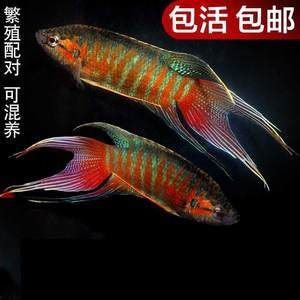 斗魚觀賞魚價(jià)格多少（斗魚觀賞魚價(jià)格在5-30元之間有些好的品種） 細(xì)線銀板魚苗 第1張