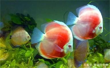 觀(guān)賞魚(yú)類(lèi)養(yǎng)殖學(xué)名詞解釋?zhuān)ㄓ^(guān)賞魚(yú)類(lèi)養(yǎng)殖學(xué)） 野生地圖魚(yú) 第1張