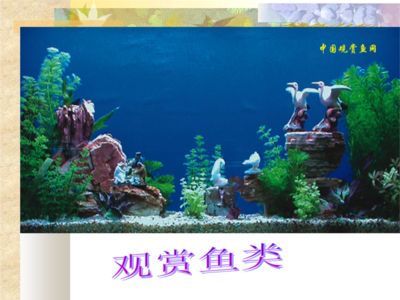 觀賞魚類養(yǎng)殖學(xué)名詞解釋（觀賞魚類養(yǎng)殖學(xué)） 野生地圖魚 第4張