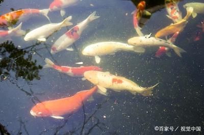 觀賞魚類養(yǎng)殖學(xué)名詞解釋（觀賞魚類養(yǎng)殖學(xué)） 野生地圖魚 第3張