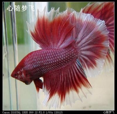 觀賞魚好看的（七彩神仙魚與海水觀賞魚的區(qū)別）