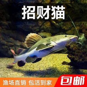 觀賞魚鯰魚招財貓（招財貓魚的繁殖與育苗） 潛水泵 第1張