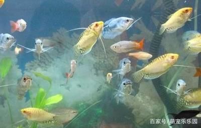 觀賞魚行業(yè)怎么樣了?。ㄈ蛴^賞魚市場規(guī)模將持續(xù)擴大，市場規(guī)模將持續(xù)擴大） 白子銀版魚苗 第1張