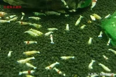 觀賞魚行業(yè)怎么樣了?。ㄈ蛴^賞魚市場規(guī)模將持續(xù)擴大，市場規(guī)模將持續(xù)擴大） 白子銀版魚苗 第3張