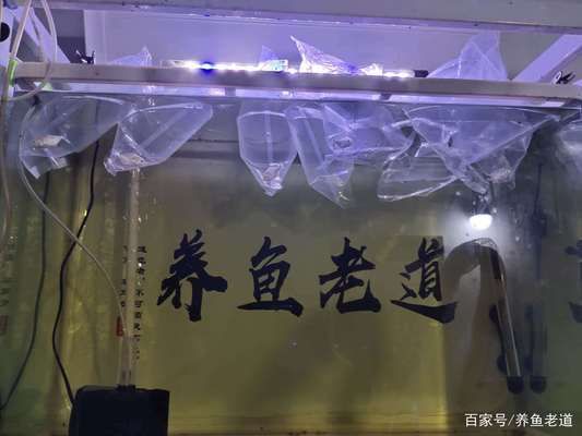 觀賞魚(yú)買(mǎi)回來(lái)就死了耳朵邊上好幾道皺紋咋回事（觀賞魚(yú)為什么會(huì)死亡？）