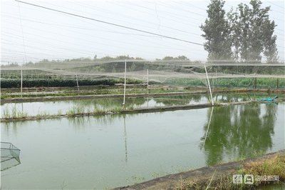 戶外觀賞魚池養(yǎng)什么魚好呢（金魚的起源與演變） 申古三間魚 第3張