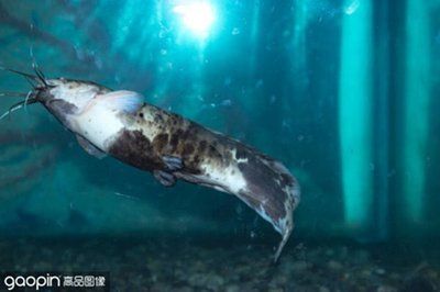 成吉思汗鯊是鯊魚(yú)嗎（成吉思汗鯊并不是鯊魚(yú)，它們?cè)谕庑紊峡赡苡兴嗨疲? title=