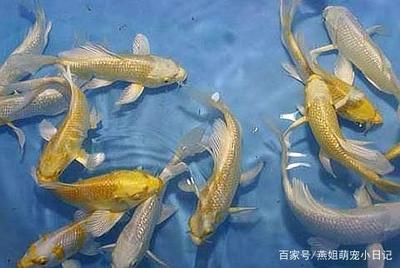 觀賞魚(yú)養(yǎng)魚(yú)（新手養(yǎng)觀賞魚(yú)的建議和注意事項(xiàng)，）