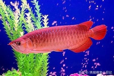 觀賞魚(yú)養(yǎng)魚(yú)（新手養(yǎng)觀賞魚(yú)的建議和注意事項(xiàng)，）